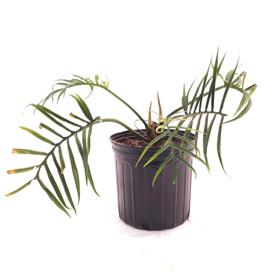 Tortum: Philodendron bipinattifidum - 10 inch pot — indoor plant — indoor plant for sale by Promise Supply for delivery and pickup in Toronto.