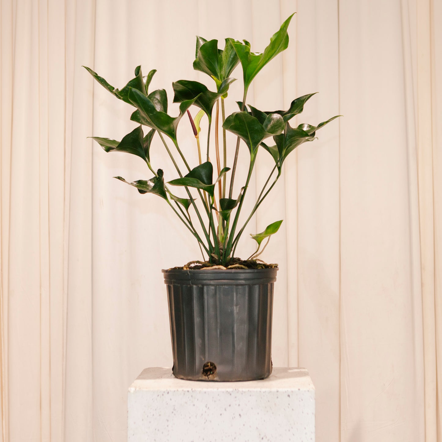 Arrow Plant: Anthurium - 10 inch pot — indoor plant — indoor plant for sale by Promise Supply for delivery and pickup in Toronto.