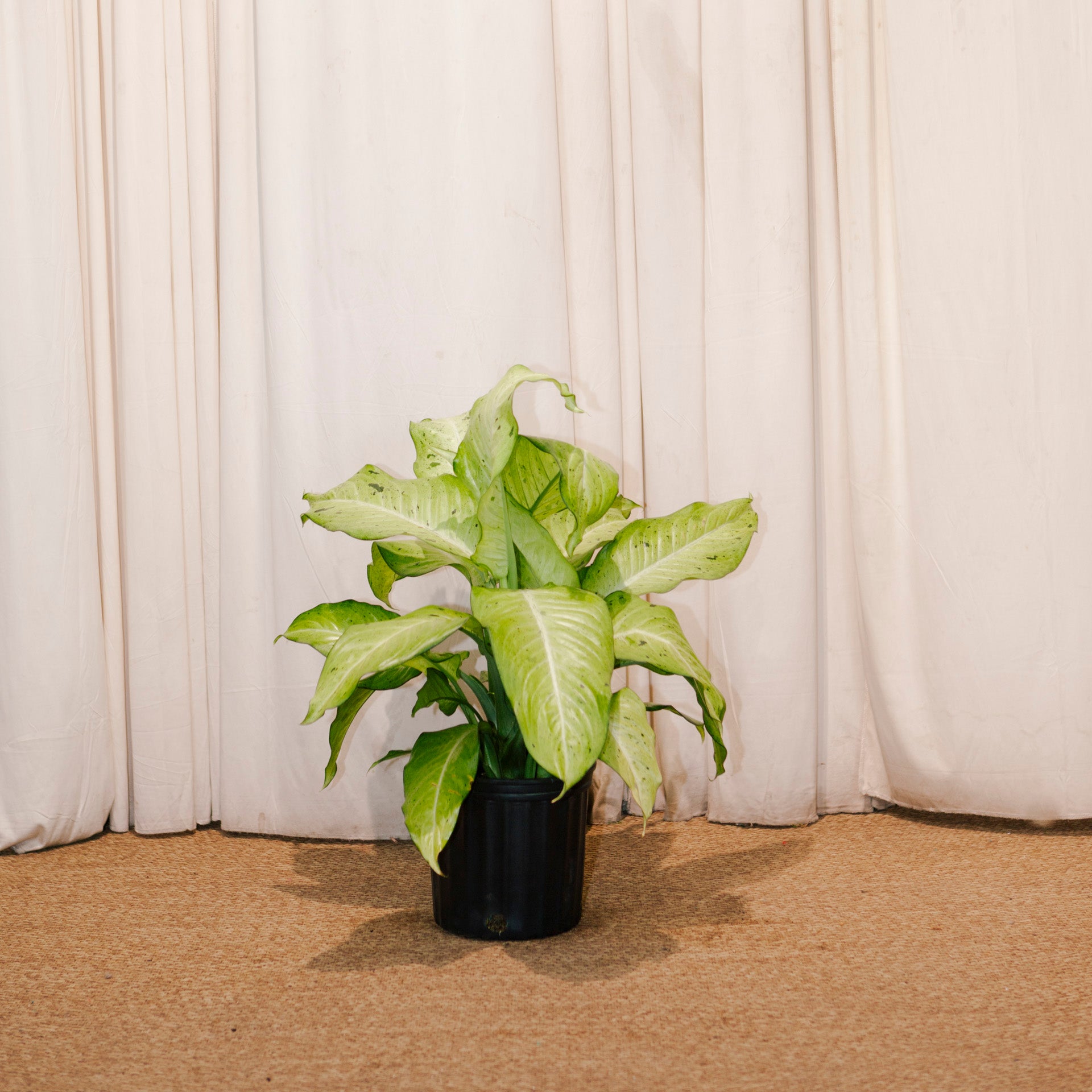 dieffenbachia maintenance toronto Camouflage Cane: Dieffenbachia - 10" Pot