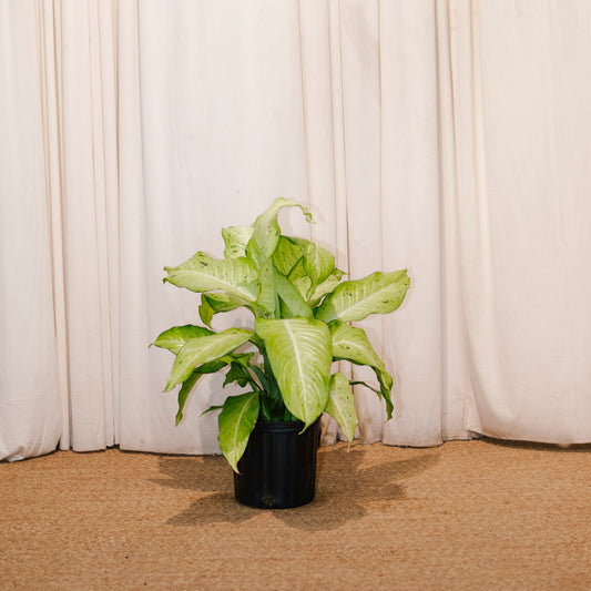 Camouflage Cane: Dieffenbachia - 10 inch pot — indoor plant — indoor plant for sale by Promise Supply for delivery and pickup in Toronto.
