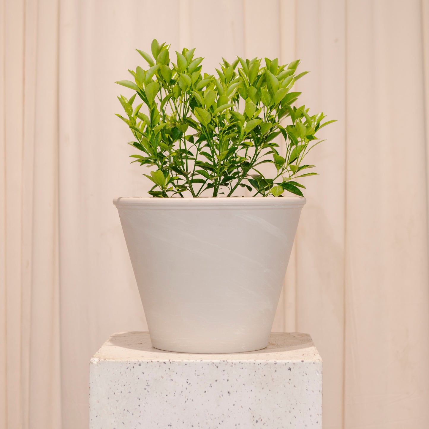 Ora Clay Planter with Drainage | 11 inch Diameter — with plant inside, studio photo — planter for sale by Promise Supply for delivery and pickup in Toronto.