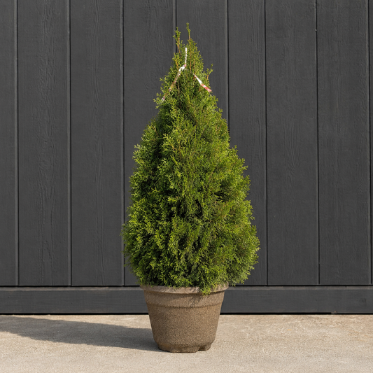 Emerald Cedar: Thuja occidentalis 'Smaragd'