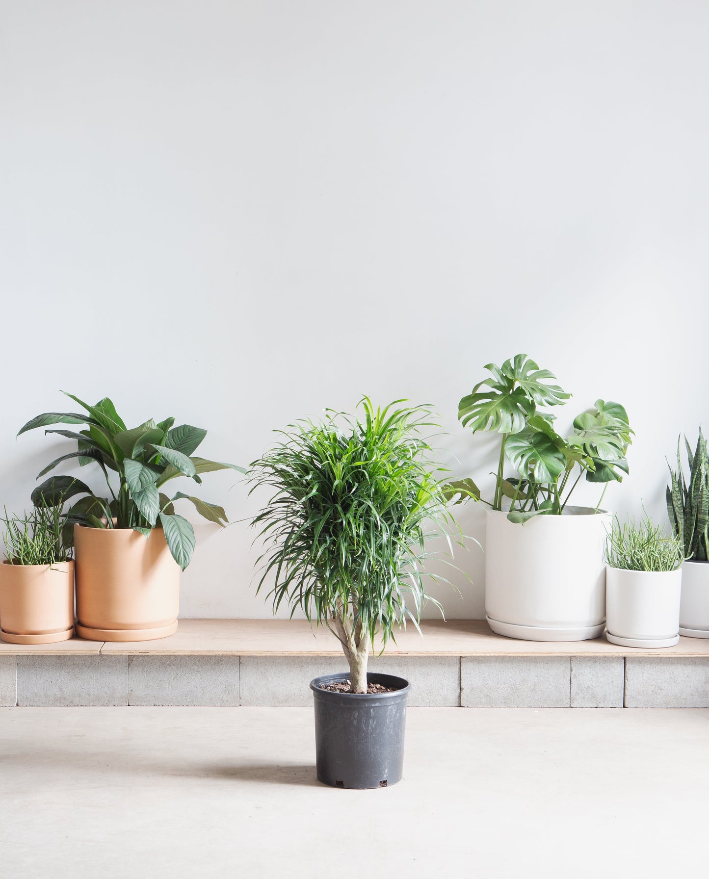 Medusa Stump: Dracaena reflexa 'Anita' - 10 inch pot - 3.5-4 foot tall