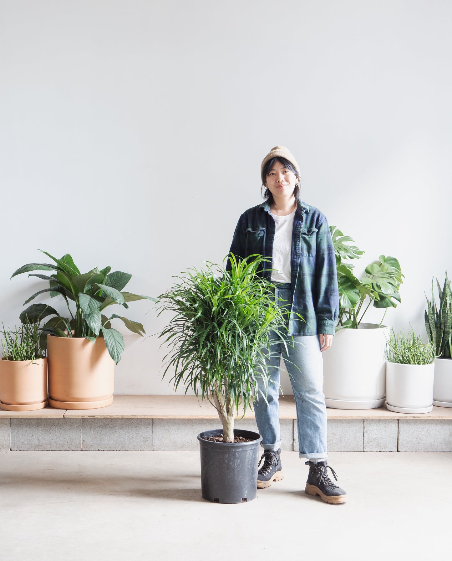 Medusa Stump: Dracaena reflexa 'Anita' - 10 inch pot - 3.5-4 foot tall