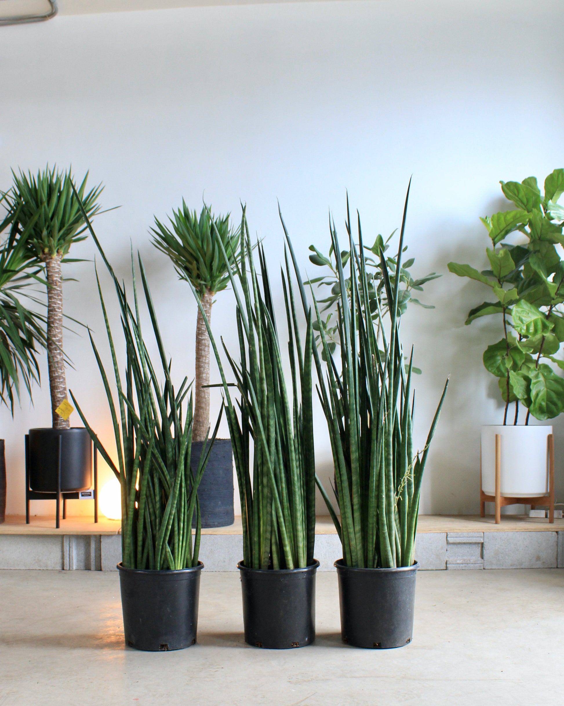 Lancia Snake Plant: Sansevieria 'lancia' - 12 inch pot - 4 foot tall — indoor plant — indoor plant for sale by Promise Supply for delivery and pickup in Toronto.