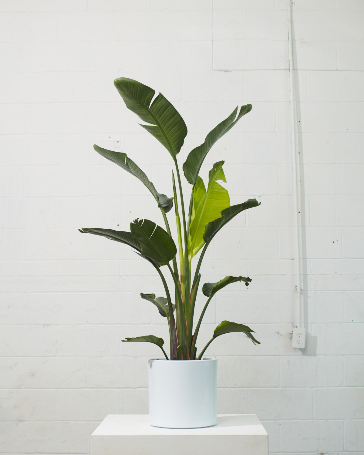 White Bird of Paradise: Strelitzia nicolai - 12 inch pot - 4.5-5 foot tall — indoor plant — indoor plant for sale by Promise Supply for delivery and pickup in Toronto.