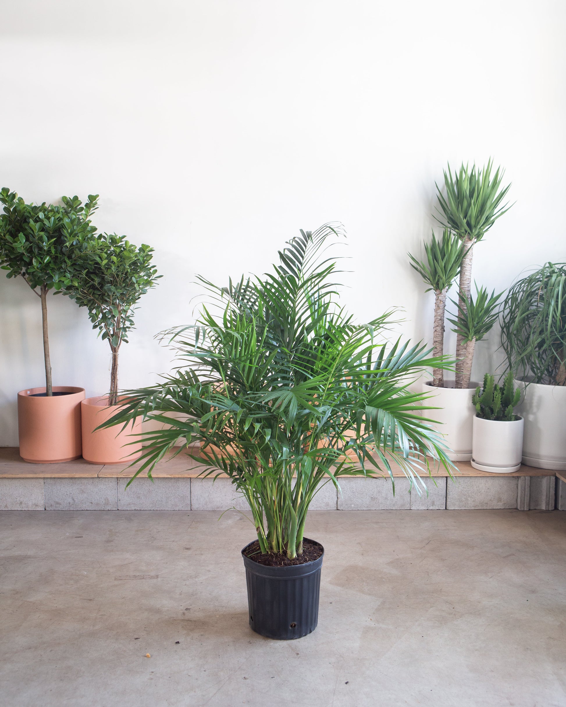 Cat Palm: Chamaedorea cataractarum - 12 inch pot - 5-6 foot tall — indoor plant — indoor plant for sale by Promise Supply for delivery and pickup in Toronto.