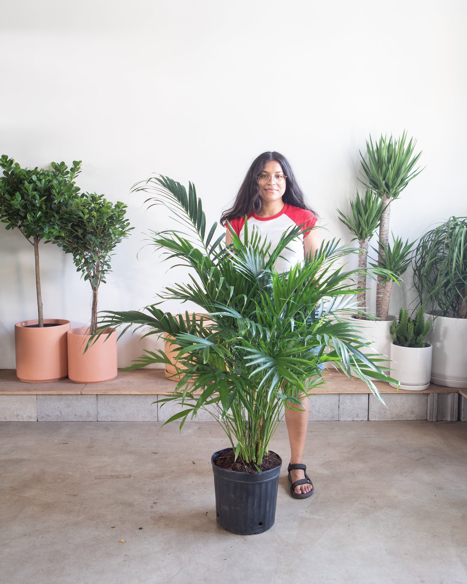 Cat Palm: Chamaedorea cataractarum - 12 inch pot - 5-6 foot tall — indoor plant — indoor plant for sale by Promise Supply for delivery and pickup in Toronto.