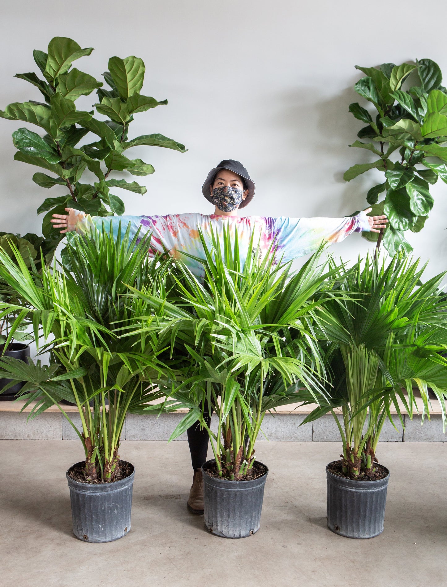 Chinese Fan Palm: Livistona chinensis - 12 inch pot - 4 foot tall