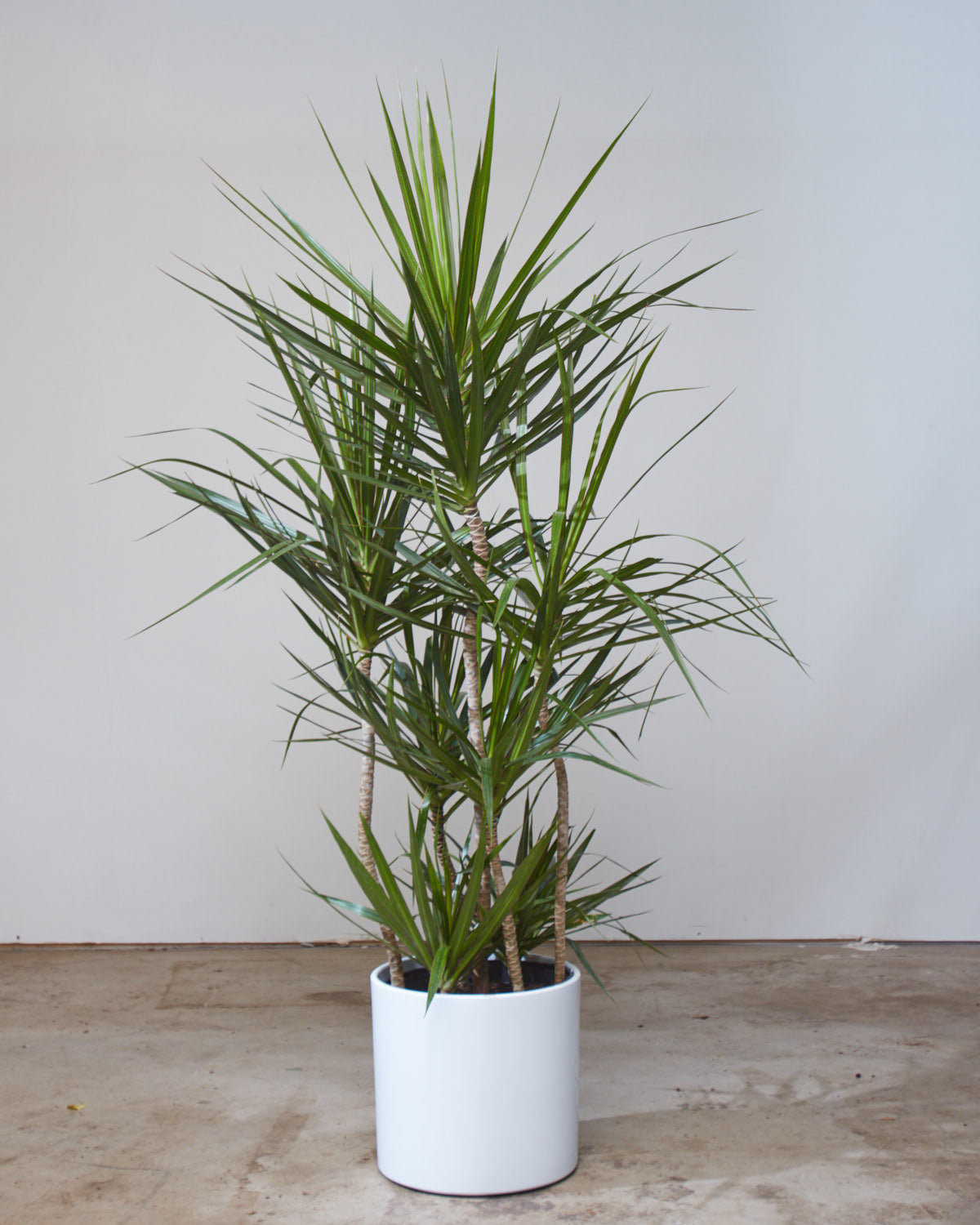 Staggered Dragon Tree: Dracaena marginata - 12 inch pot - 5-5.5 foot tall — indoor plant — indoor plant for sale by Promise Supply for delivery and pickup in Toronto.