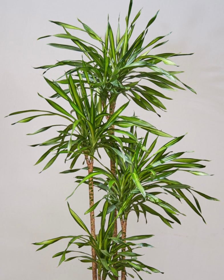 Rikki Staggered Cane: Dracaena fragrans - 10 inch pot - 4-5 foot tall