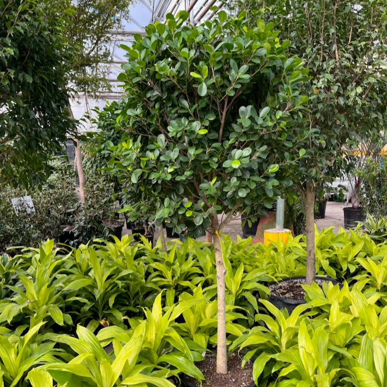 Ficus Moclame in a garden centre surrounded by Dracaena's