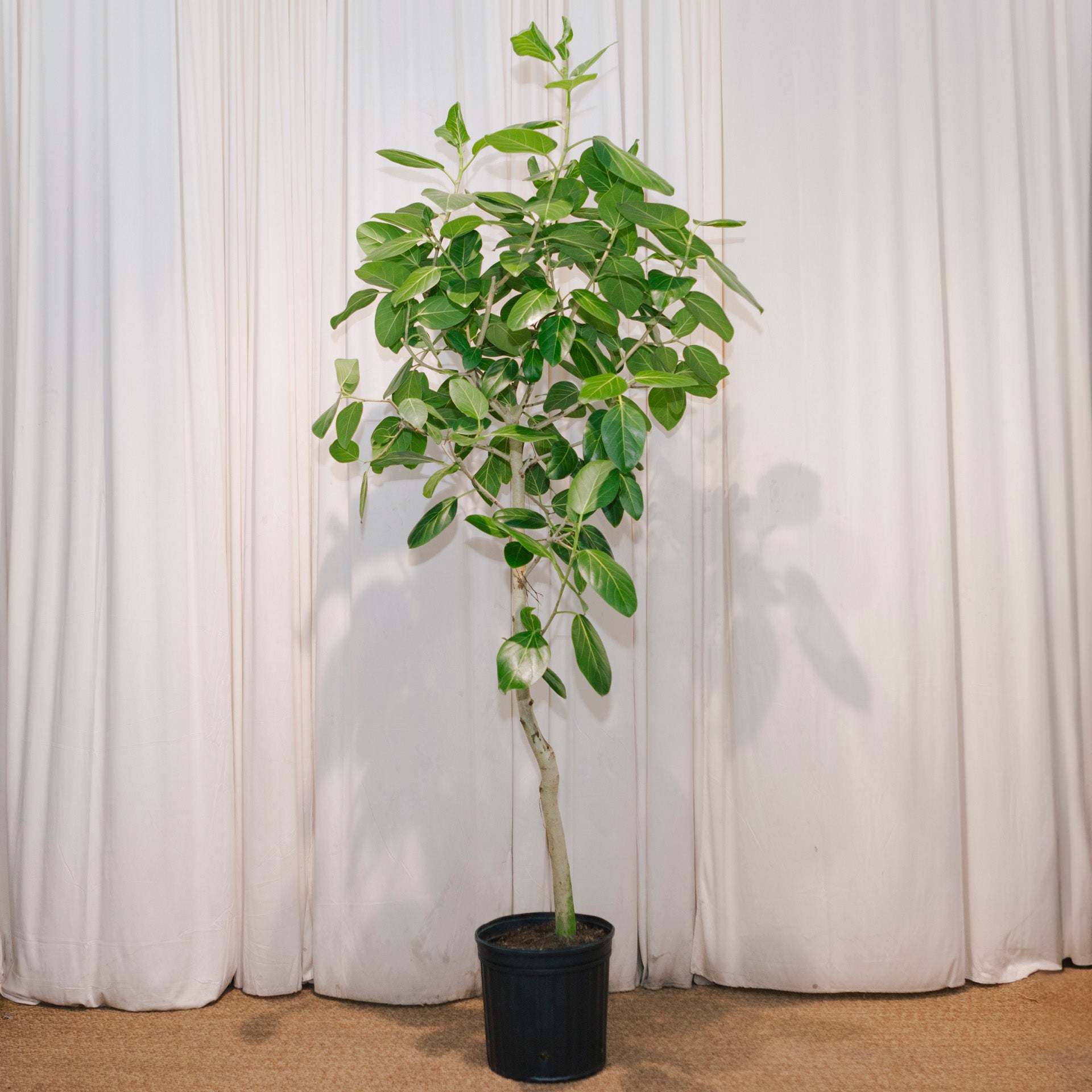 ficus audrey how tall Audrey Ficus Benghalensis Tree - 12" Pot