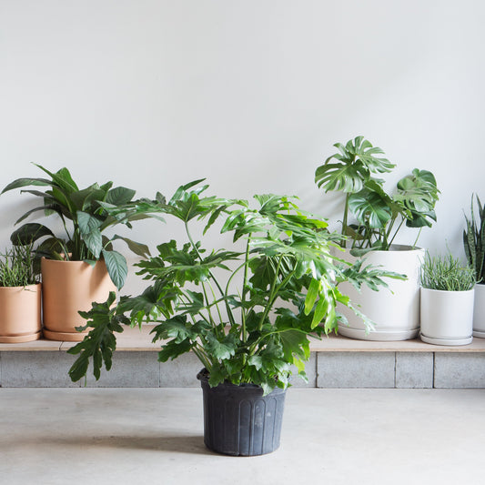 Hope Selloum: Philodendron bipinnatifidum - 14 inch pot - 3-4 foot tall — indoor plant — indoor plant for sale by Promise Supply for delivery and pickup in Toronto.