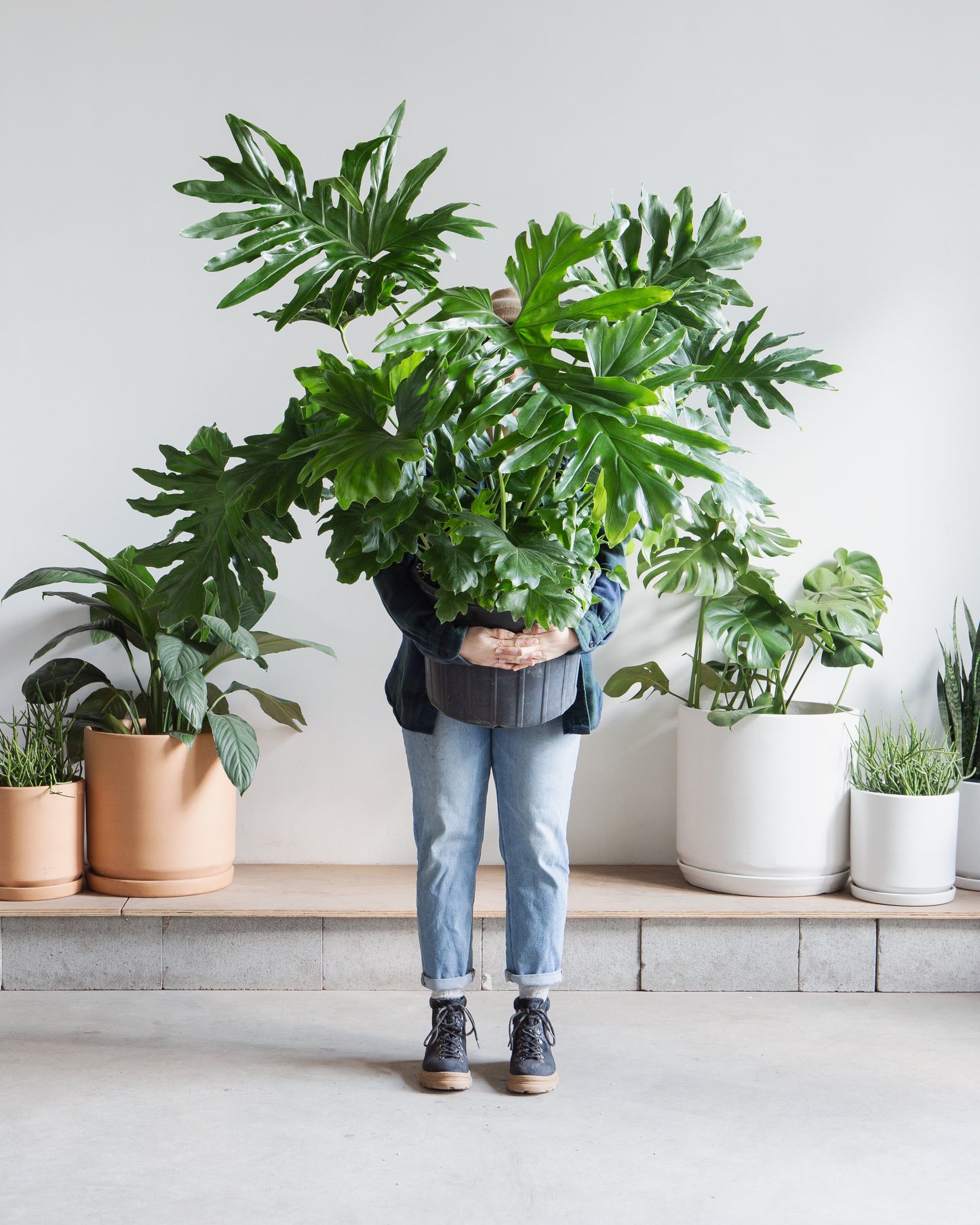 Hope Selloum: Philodendron bipinnatifidum - 14 inch pot - 3-4 foot tall — indoor plant — indoor plant for sale by Promise Supply for delivery and pickup in Toronto.