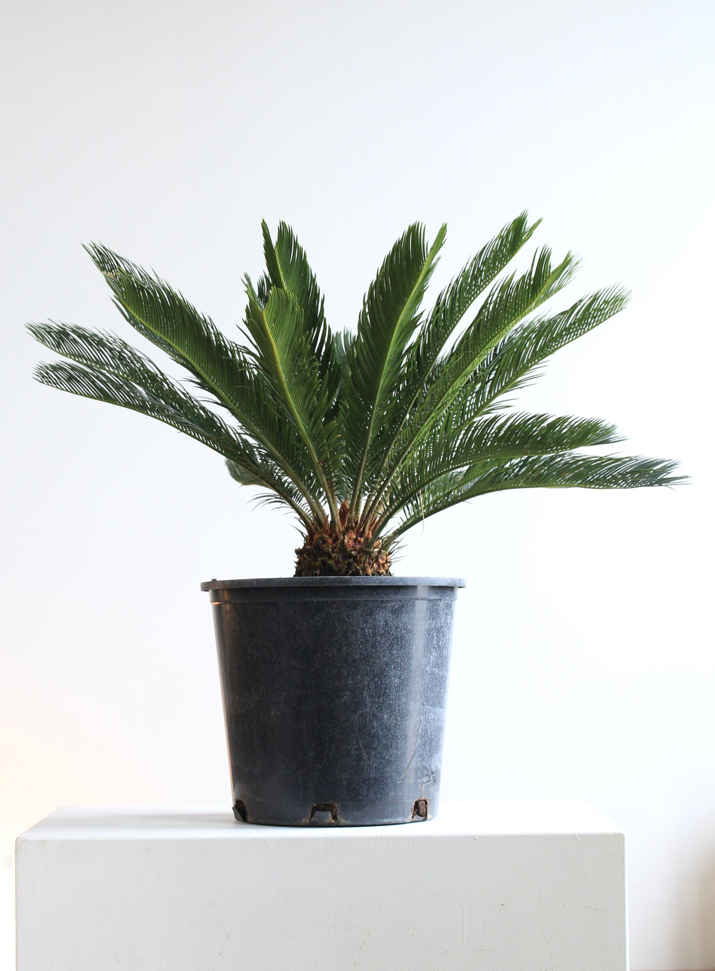 Sago Palm: Cycas revoluta - 14 inch pot - 2-3 foot tall