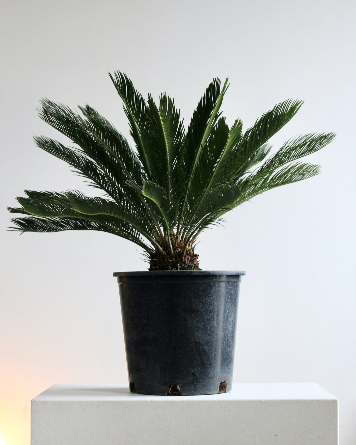 Sago Palm: Cycas revoluta - 14 inch pot - 2-3 foot tall