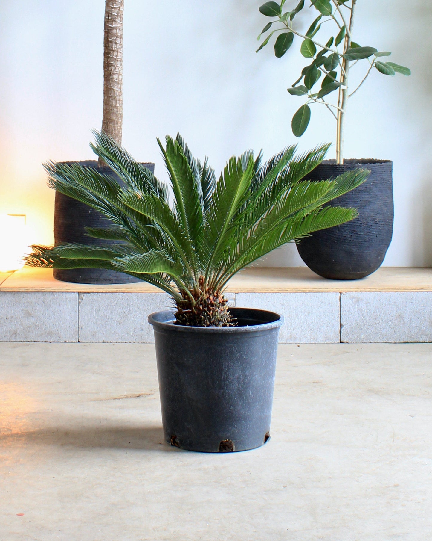 Sago Palm: Cycas revoluta - 14 inch pot - 2-3 foot tall