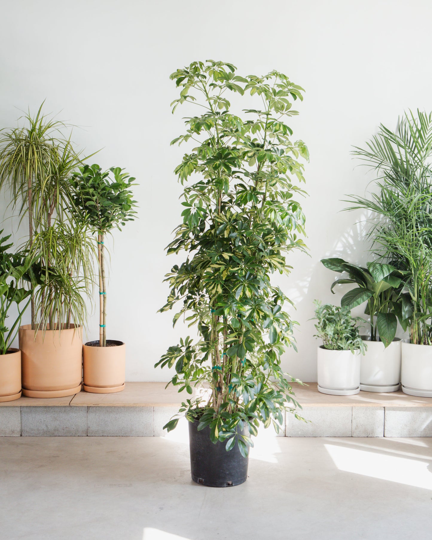 Variegated Dwarf Umbrella Column: Schefflera arboricola 'Capella' - 14 inch pot - 7+ foot tall