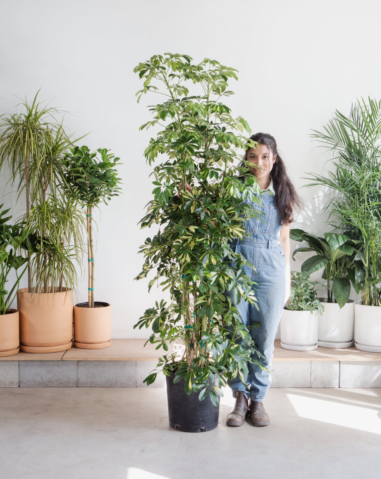 Variegated Dwarf Umbrella Column: Schefflera arboricola 'Capella' - 14 inch pot - 7+ foot tall