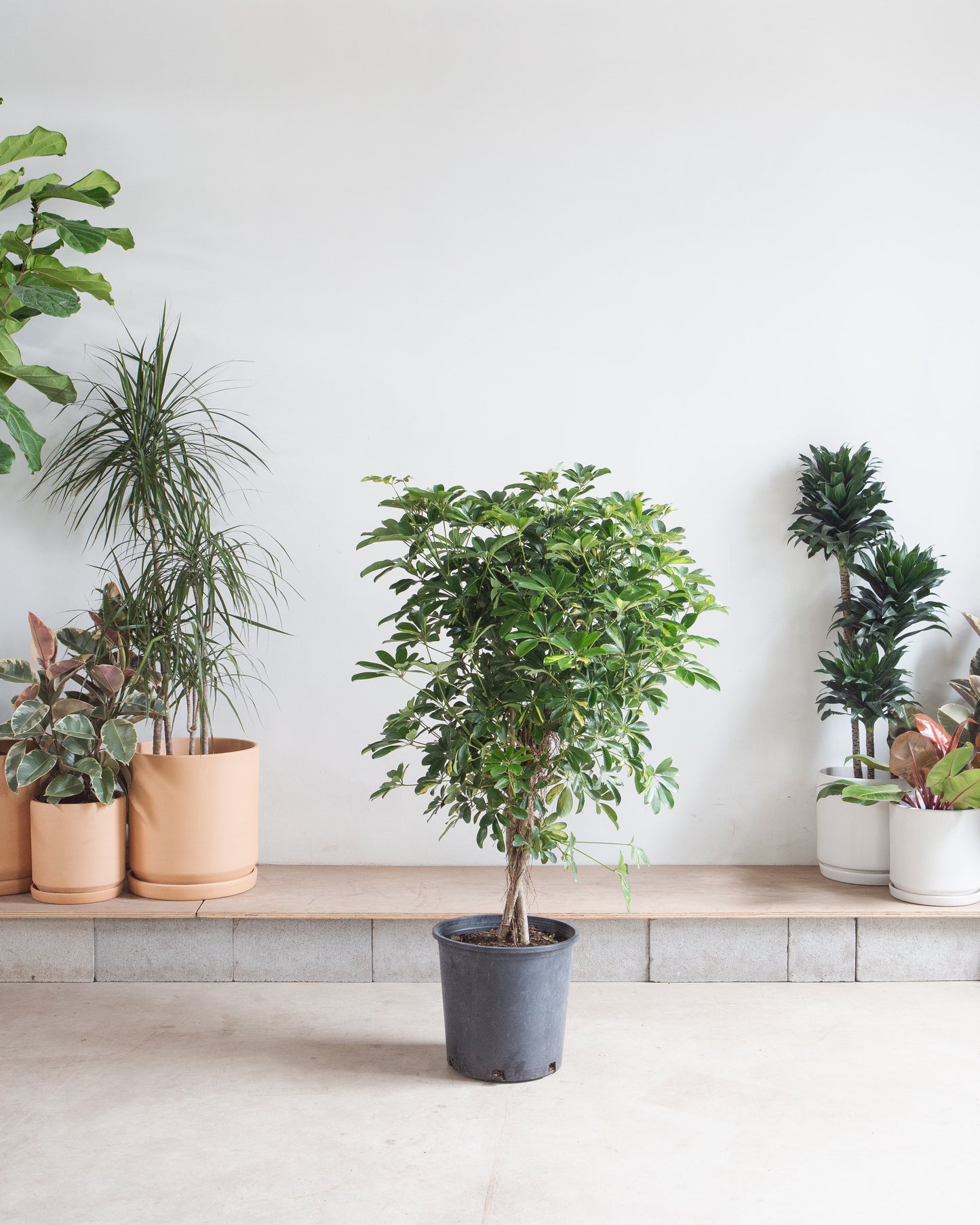 Braided Variegated Umbrella Tree: Schefflera arboricola 'Capella' - 14 inch pot