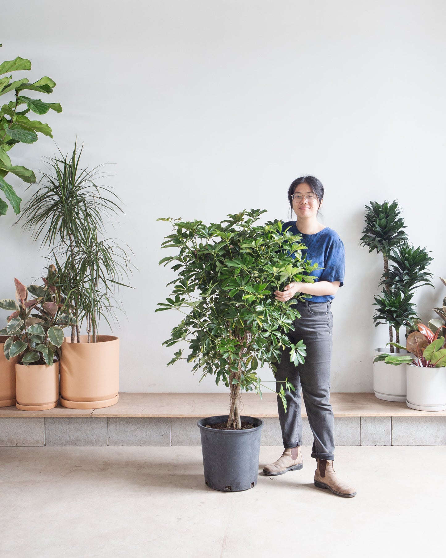 Braided Variegated Umbrella Tree: Schefflera arboricola 'Capella' - 14 inch pot