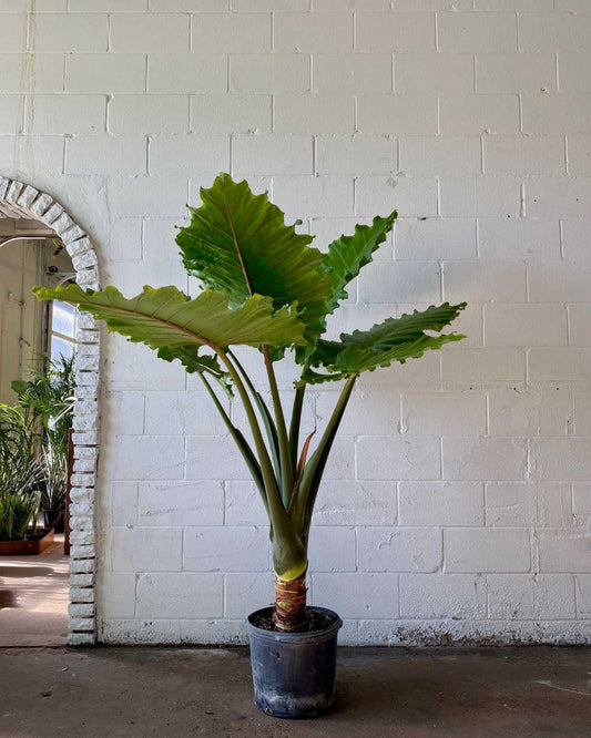 California Elephant Ear: Alocasia - 17 inch pot - 7 foot tall — indoor plant — indoor plant for sale by Promise Supply for delivery and pickup in Toronto.