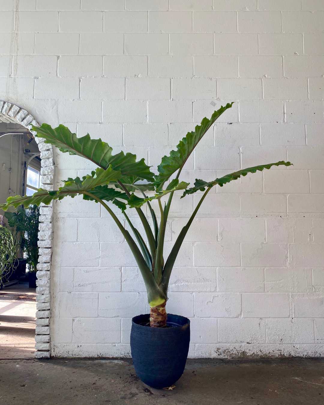 California Elephant Ear: Alocasia - 17 inch pot - 7 foot tall — indoor plant — indoor plant for sale by Promise Supply for delivery and pickup in Toronto.