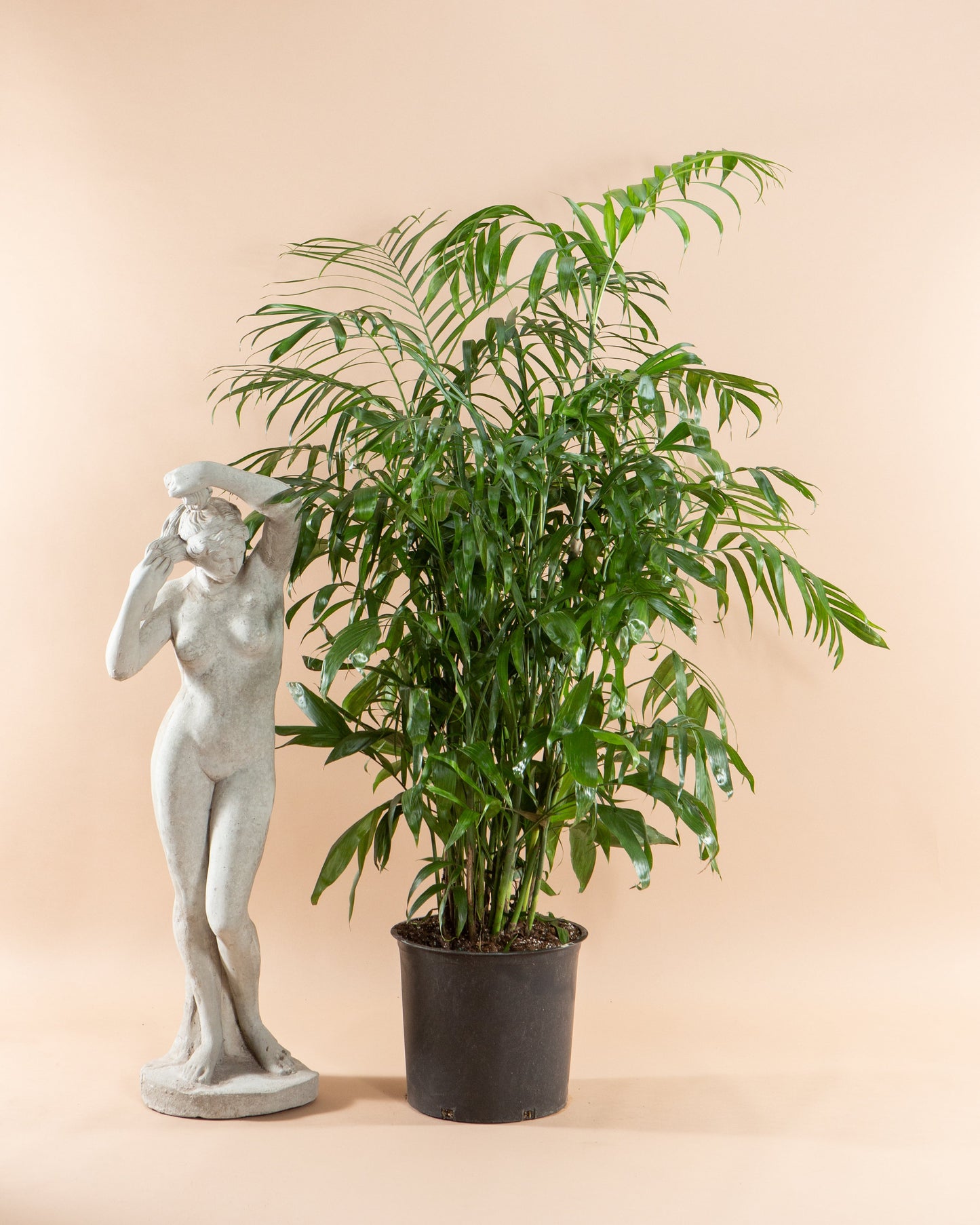 Bamboo Palm: Chamaedorea seifrizii - 17 inch pot - 6-7 foot tall