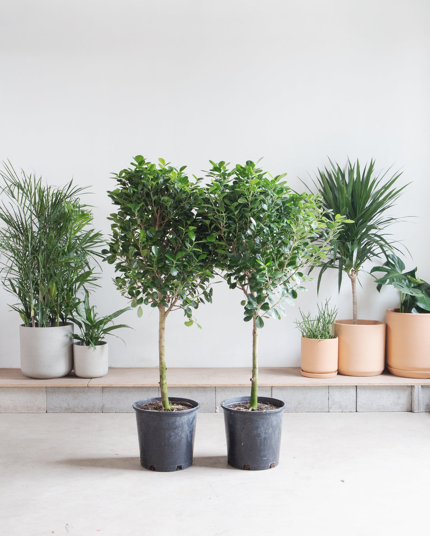 Ficus Moclame: Ficus microcarpa - 14 inch pot - 4.5-6 foot tall