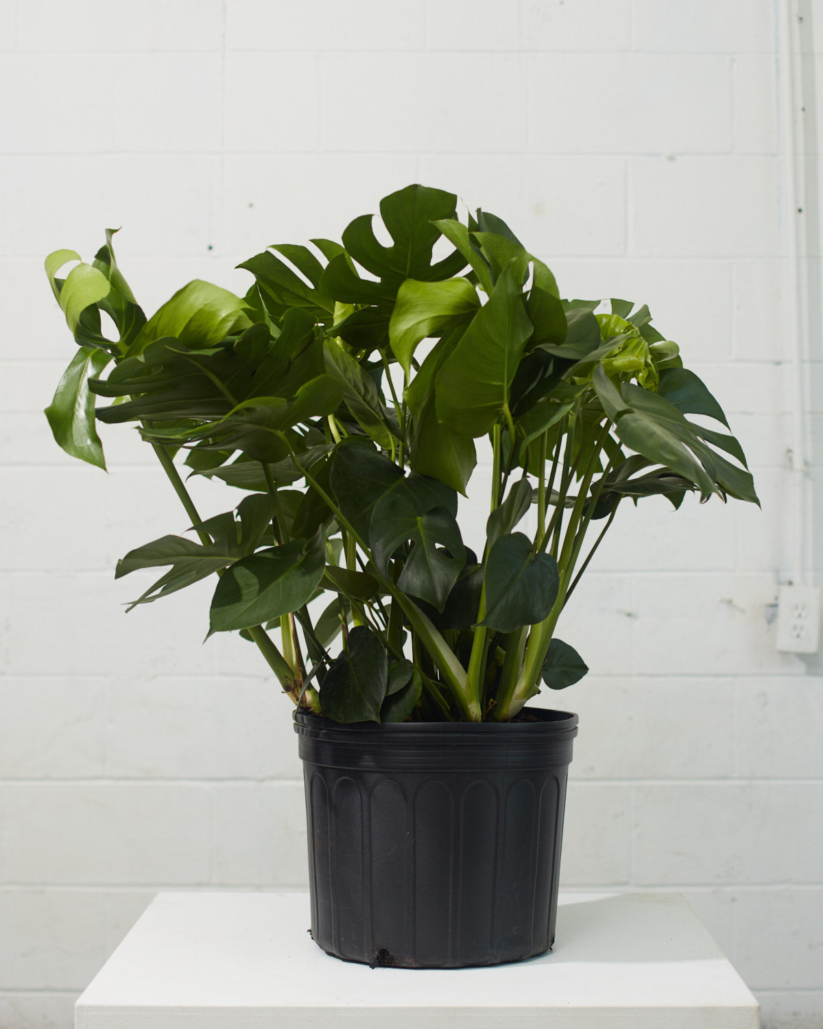 Swiss Cheese Plant: Monstera deliciosa - 12 inch pot - 2-3 foot tall