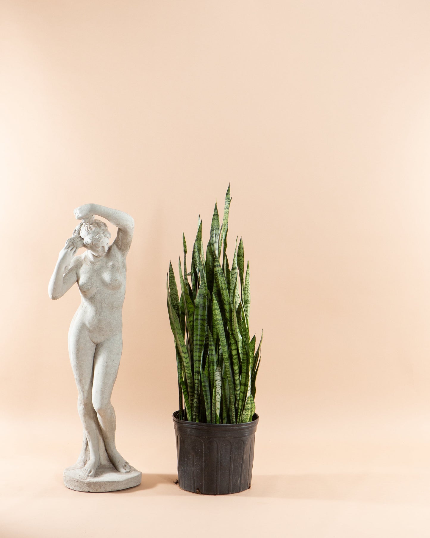 Green Snake Plant: Sansevieria trifasciata 'Zeylanica' - 14 inch pot - 3-4 foot tall — indoor plant — indoor plant for sale by Promise Supply for delivery and pickup in Toronto.