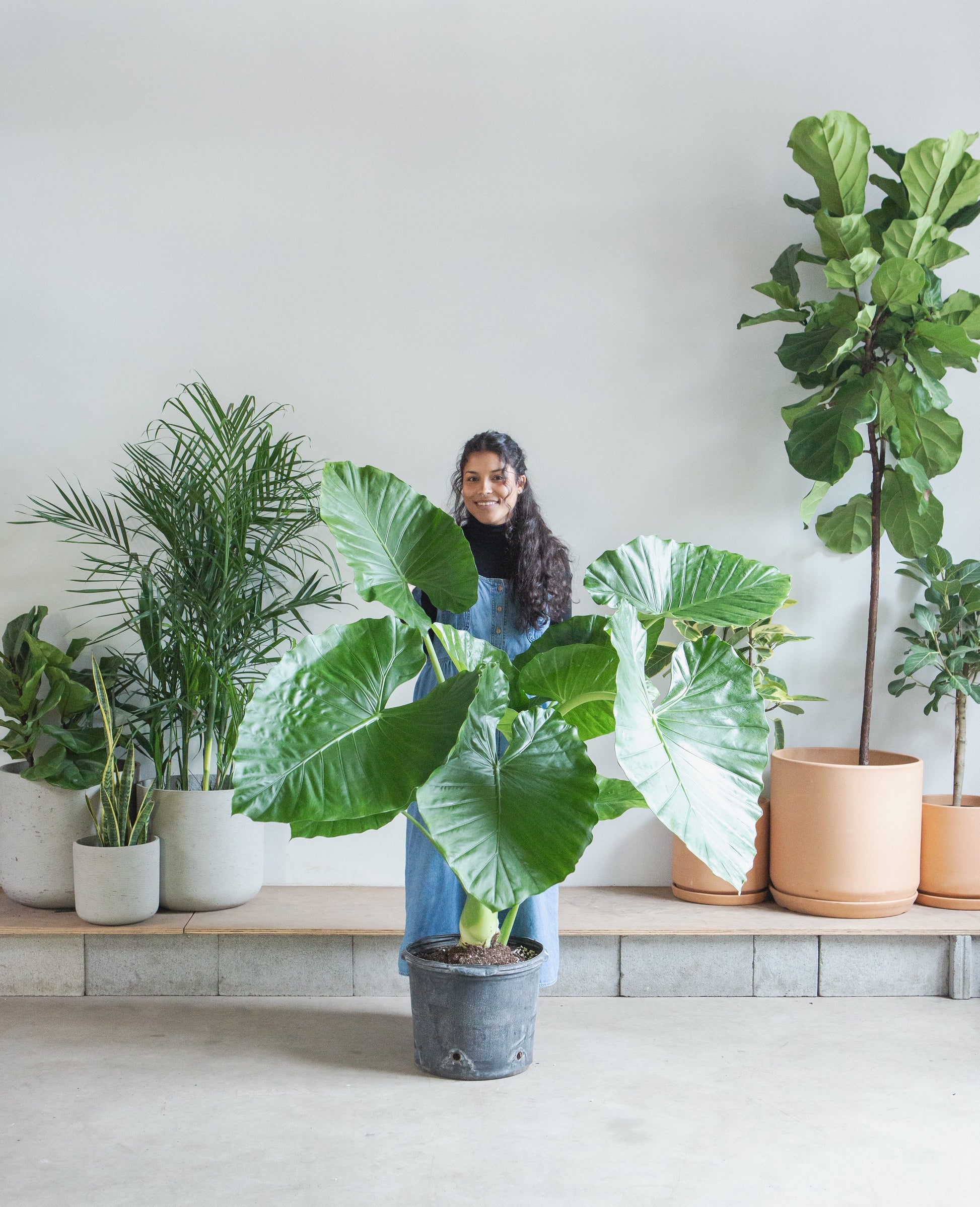 Giant Upright Elephant Ear: Alocasia 'Calidora' - 14 inch pot — indoor plant — indoor plant for sale by Promise Supply for delivery and pickup in Toronto.