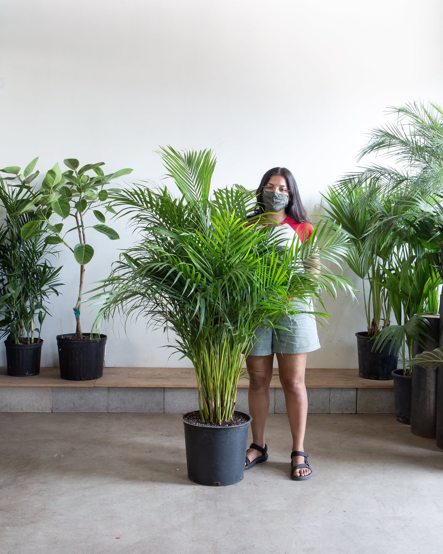 Areca Palm: Dypsis lutescens - 14 inch pot - 6+ foot tall