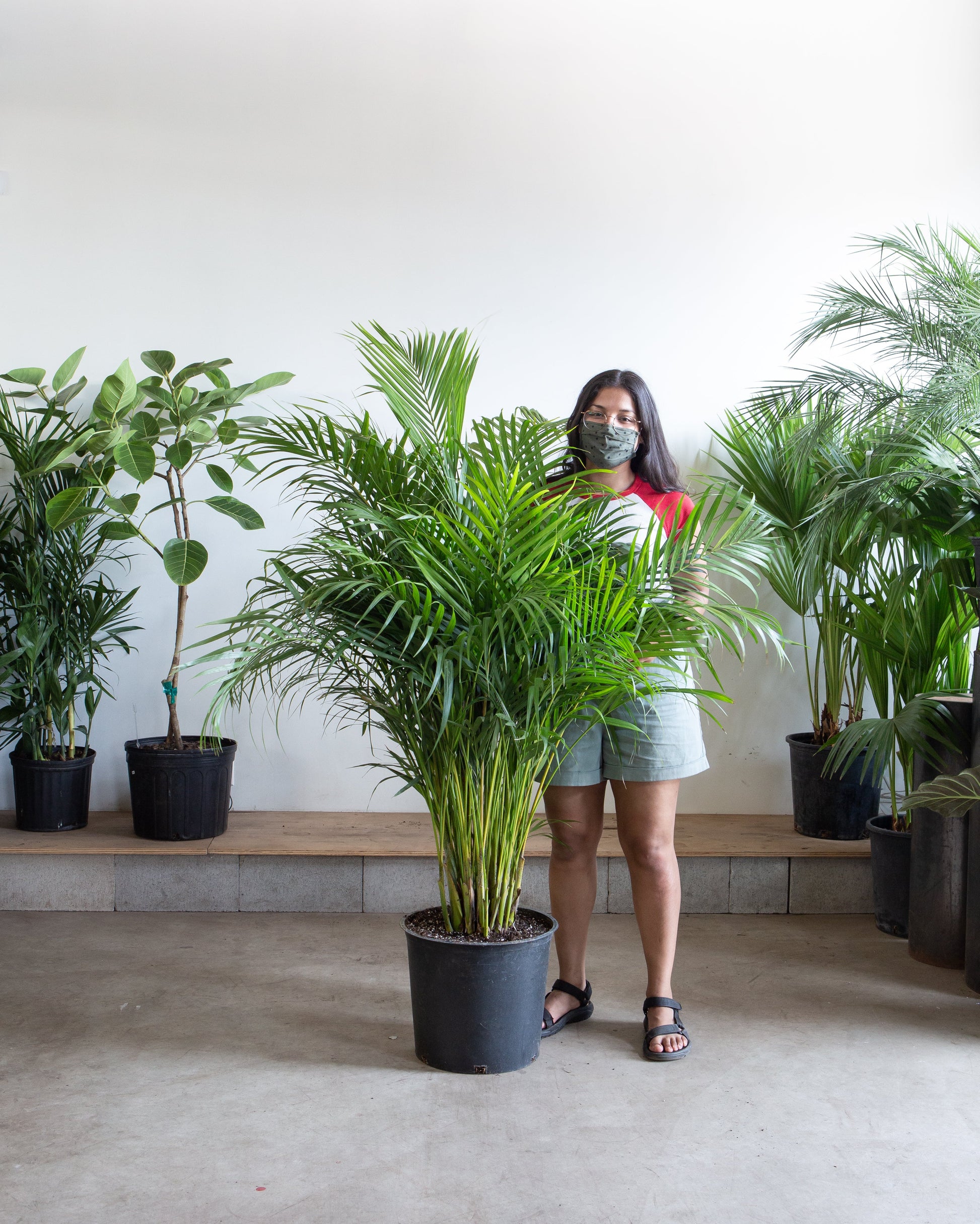Areca Palm: Dypsis lutescens - 14 inch pot - 6+ foot tall — indoor plant — indoor plant for sale by Promise Supply for delivery and pickup in Toronto.