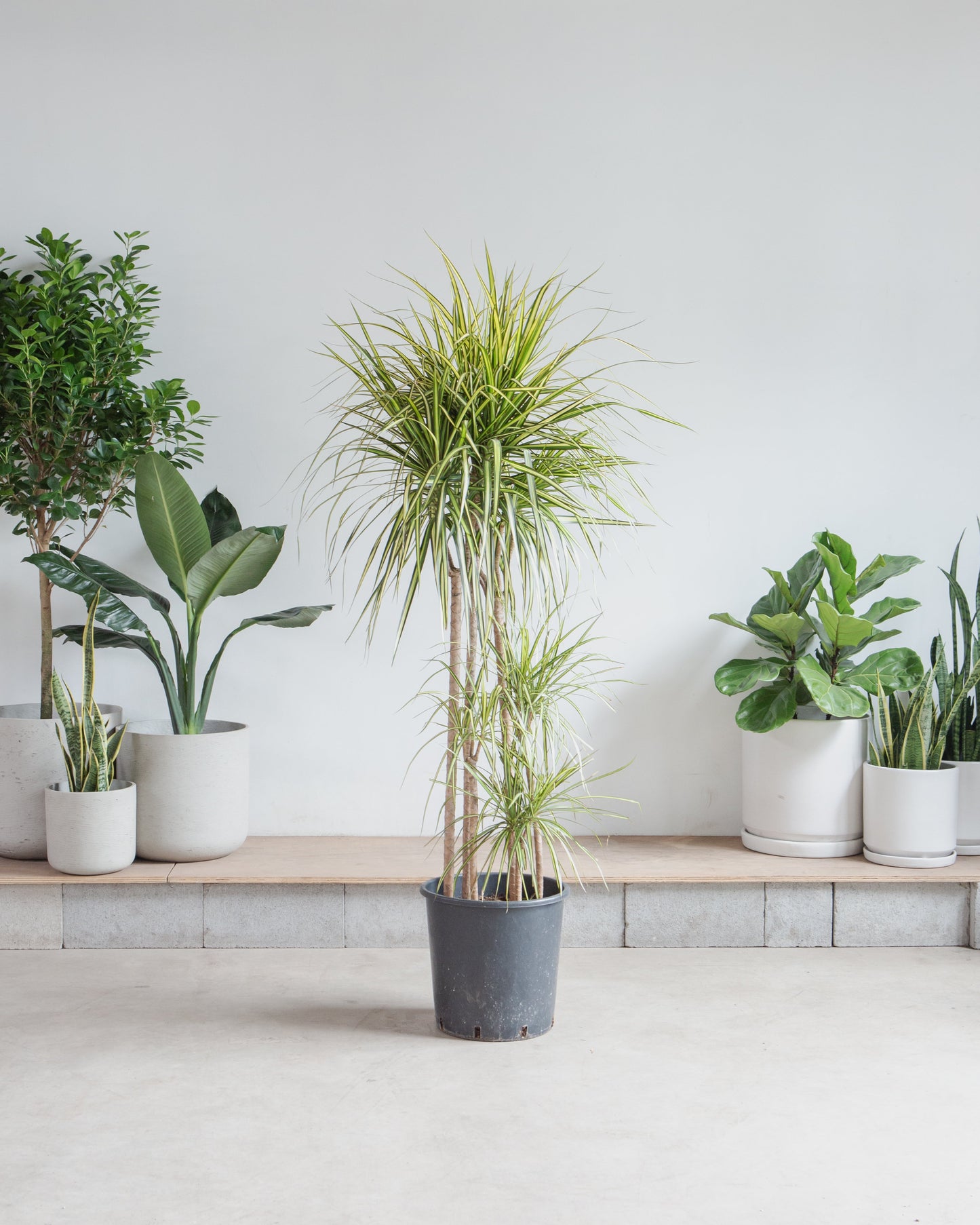 Kiwi Staggered Dragon Tree: Dracaena marginata - 14 inch pot - 6 foot tall