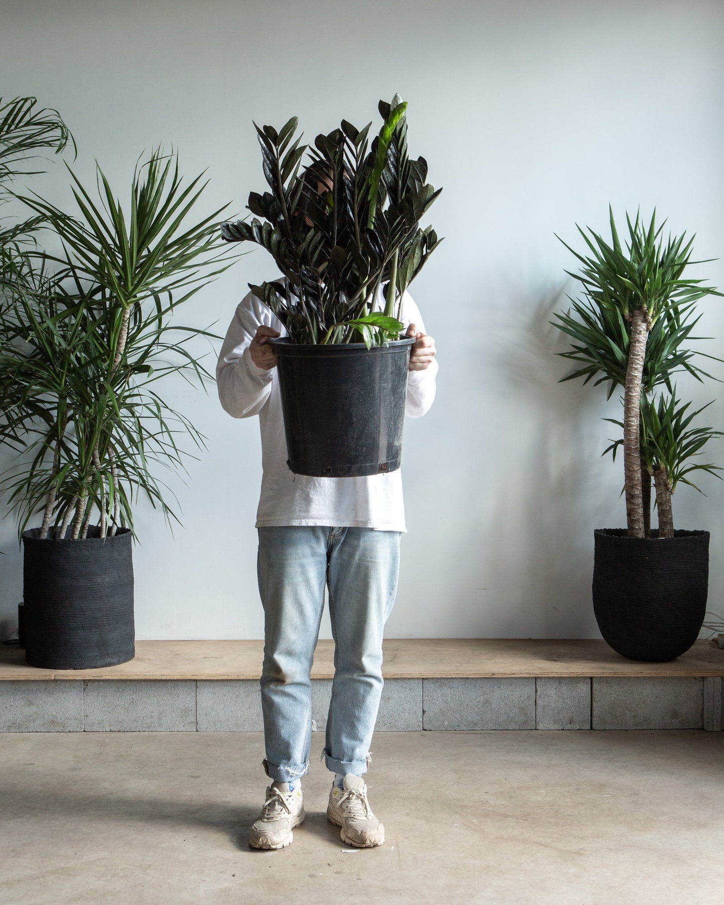 Black ZZ Plant: Zamioculcas zamiifolia 'Raven' - 14 inch pot - 3-4 foot tall — indoor plant — indoor plant for sale by Promise Supply for delivery and pickup in Toronto.