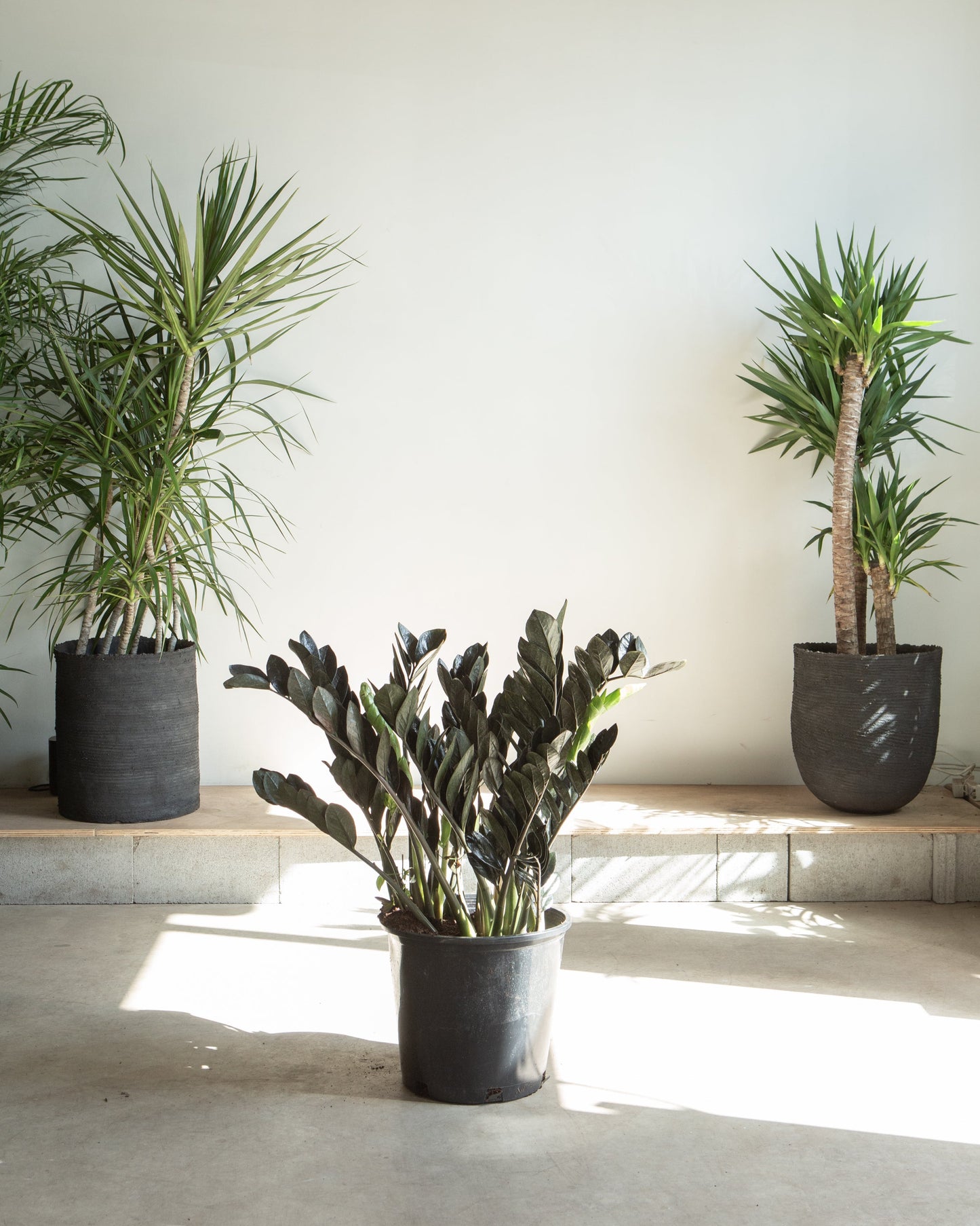 Black ZZ Plant: Zamioculcas zamiifolia 'Raven' - 14 inch pot - 3-4 foot tall — indoor plant — indoor plant for sale by Promise Supply for delivery and pickup in Toronto.
