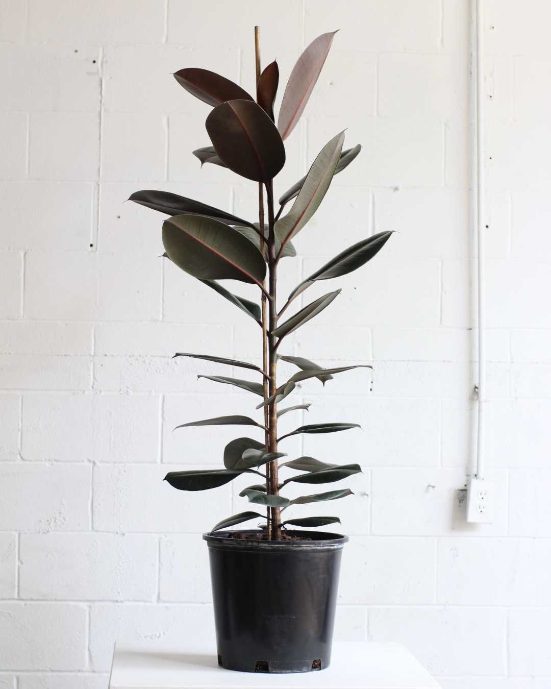 Burgundy Rubber Tree Column: Ficus elastica - 10 inch pot - 4-5 foot tall — indoor plant — indoor plant for sale by Promise Supply for delivery and pickup in Toronto.