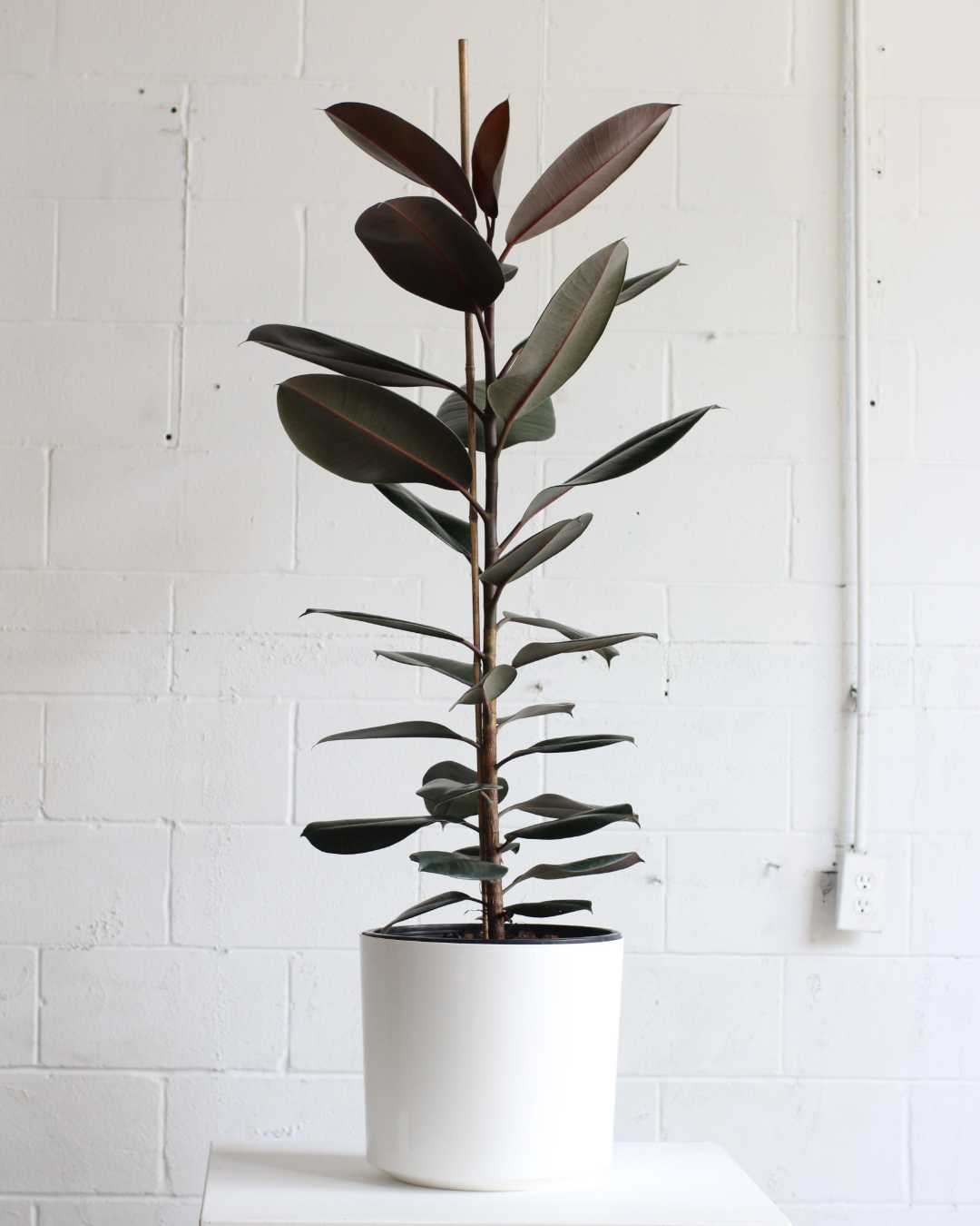 Burgundy Rubber Tree Column: Ficus elastica - 10 inch pot - 4-5 foot tall — indoor plant — indoor plant for sale by Promise Supply for delivery and pickup in Toronto.