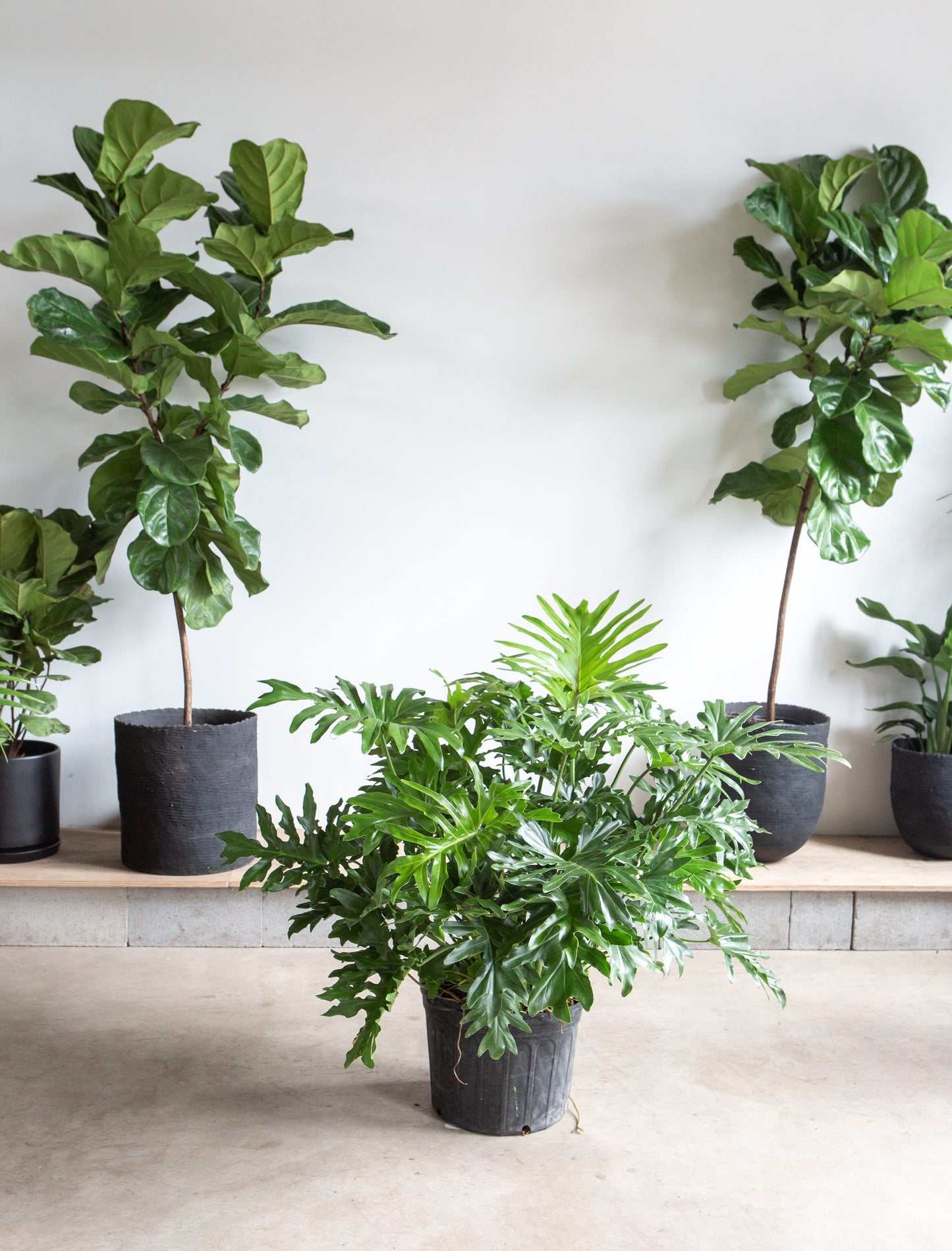 Hope Selloum: Philodendron bipinnatifidum - 14 inch pot - 3-4 foot tall — indoor plant — indoor plant for sale by Promise Supply for delivery and pickup in Toronto.