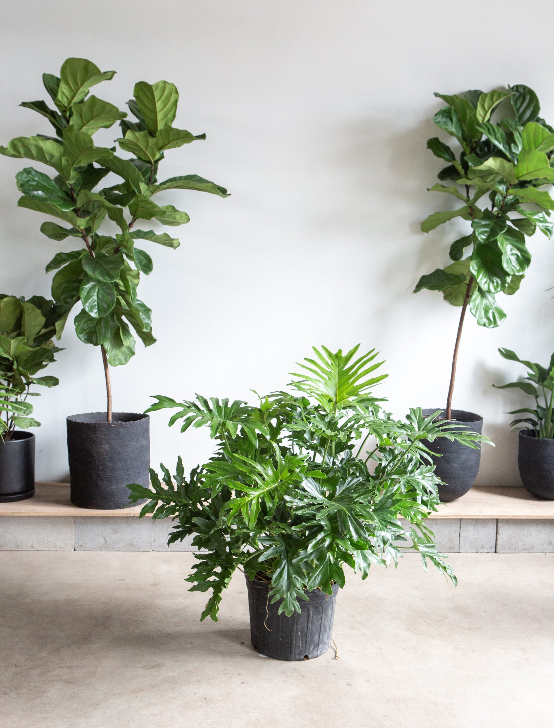 Hope Selloum: Philodendron bipinnatifidum - 14 inch pot - 3-4 foot tall — indoor plant — indoor plant for sale by Promise Supply for delivery and pickup in Toronto.