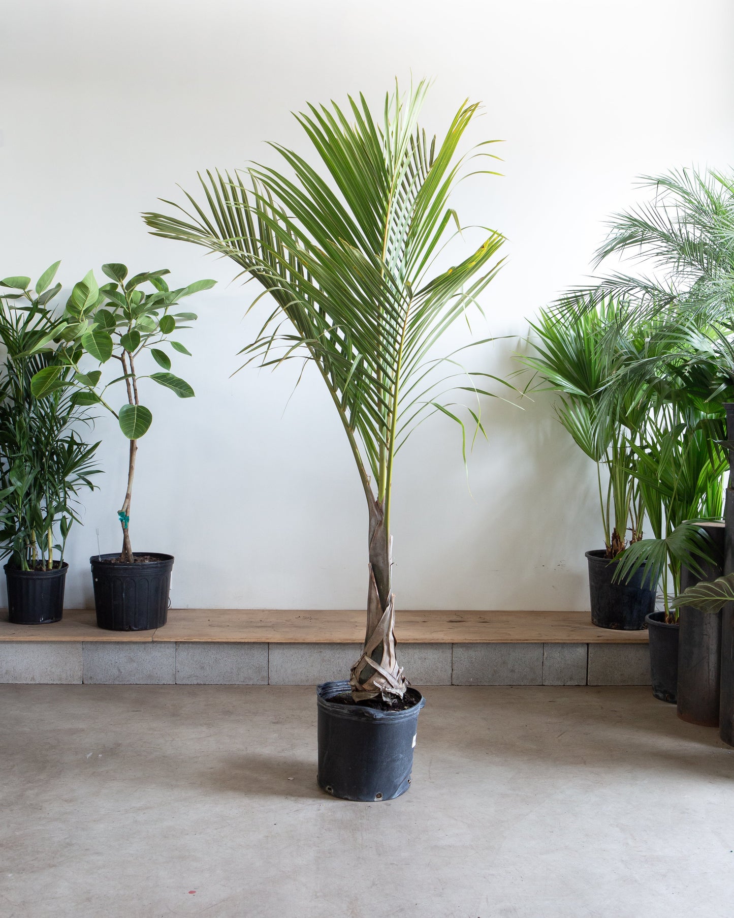 Spindle Palm: Hyophorbe verschaffeltii - 14 inch pot - 5.5-6 foot tall
