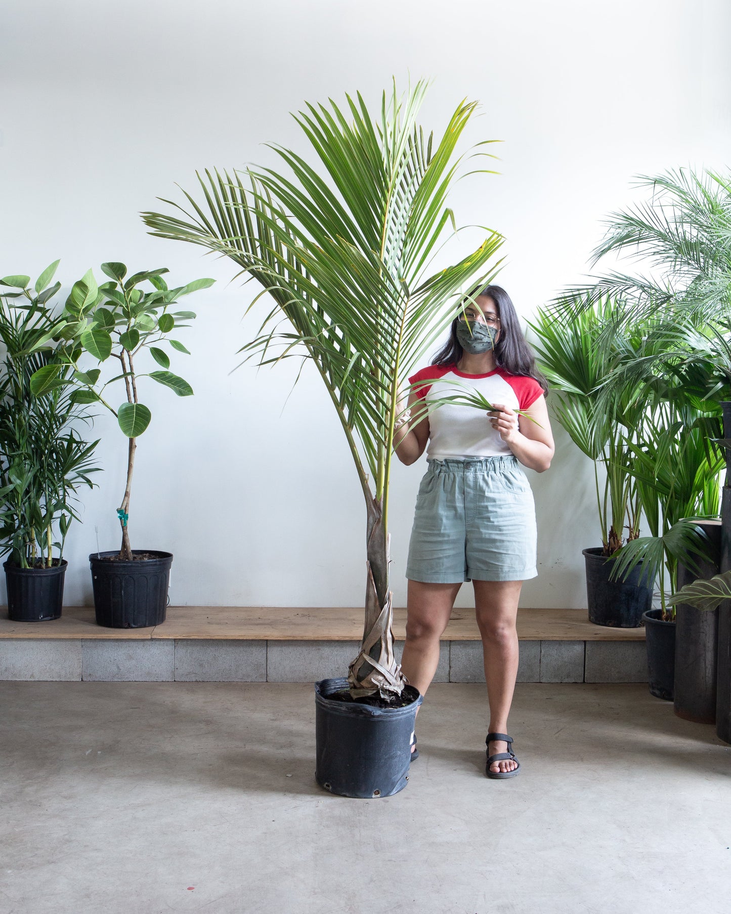 Spindle Palm: Hyophorbe verschaffeltii - 14 inch pot - 5.5-6 foot tall