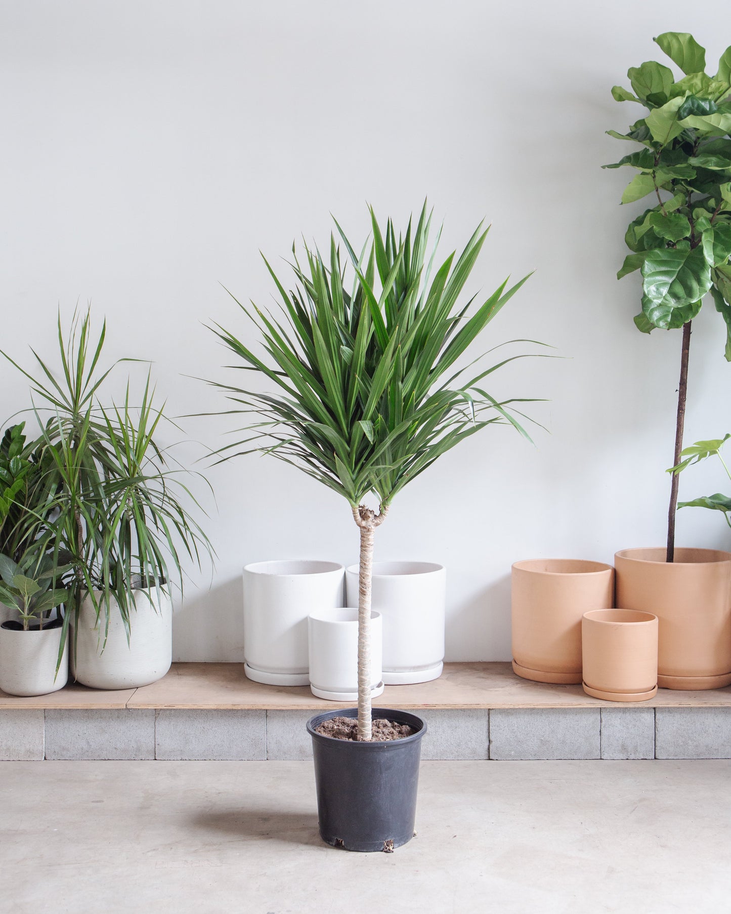 Tarzan Dragon Tree: Dracaena marginata - 10 inch pot - 4.5-5 foot tall
