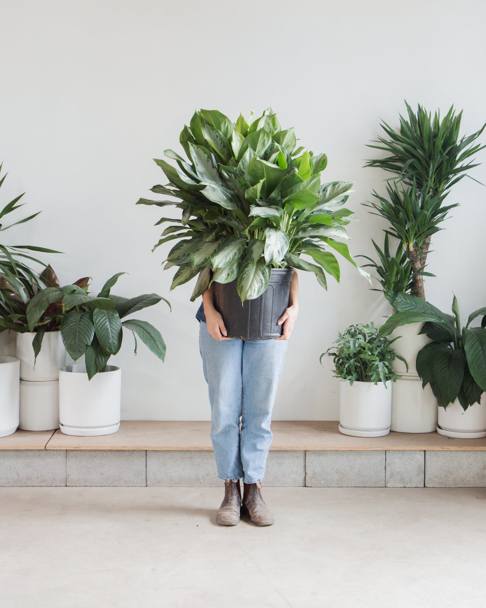Silver Bay Chinese Evergreen: Aglaonema - 14 inch pot - 2-3 foot tall — indoor plant — indoor plant for sale by Promise Supply for delivery and pickup in Toronto.