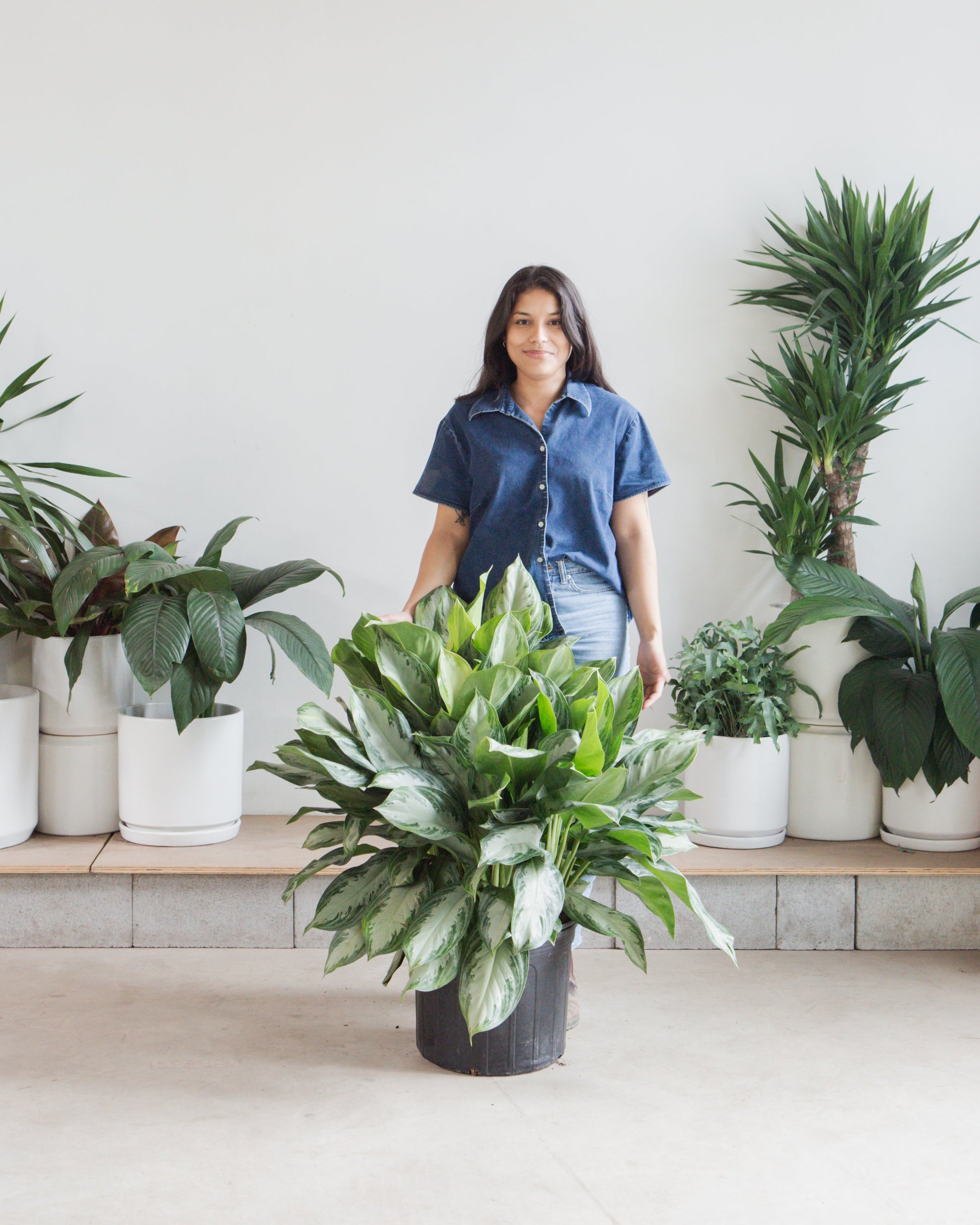 Silver Bay Chinese Evergreen: Aglaonema - 14 inch pot - 2-3 foot tall — indoor plant — indoor plant for sale by Promise Supply for delivery and pickup in Toronto.