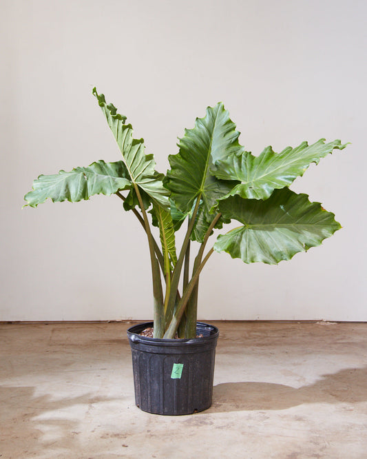 Portora Elephant Ear: Alocasia - 12 inch pot - 4-5 foot tall — indoor plant — indoor plant for sale by Promise Supply for delivery and pickup in Toronto.