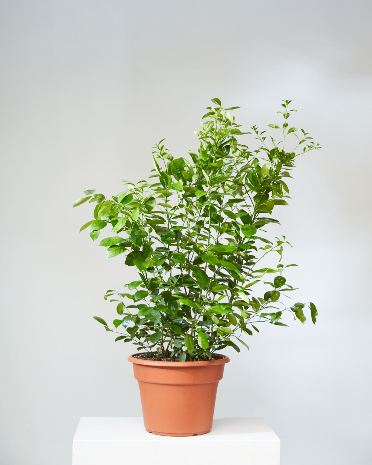 Calamansi/Calamondin Bush: Citrofortunella microcarpa - 14 inch pot - 4 foot tall