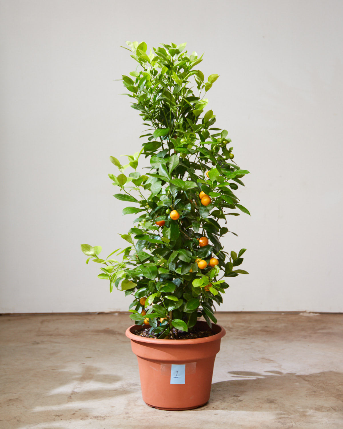 Calamansi/Calamondin Bush: Citrofortunella microcarpa - 14 inch pot - 4 foot tall